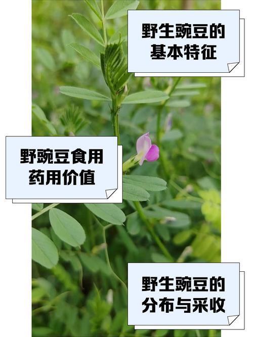 王者榮耀5個豌豆射手，王者榮耀5個豌豆射手多少錢